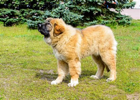 caucasian dog for sale|Caucasian Shepherd .
